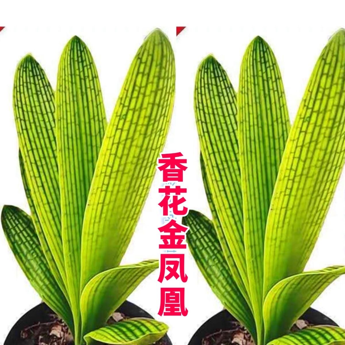 长春精品君子兰蜡膜花脸香花金凤凰立板黑筋黄底粗筋小苗室内花卉