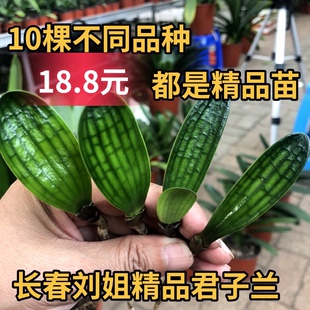 长春君子兰精品小苗室内盆栽绿植室内净化空气圆头技师油匠大桥立