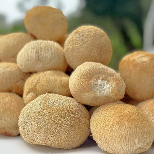 源头厂家直供古田猴头菇干货批发 整颗猴头菇煲汤食材