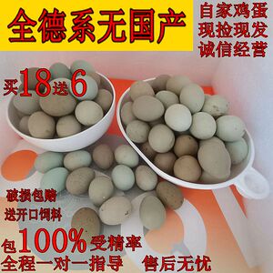 宠物鸡种蛋网红鸡受精蛋可孵化迷你蛋鹌鹑受精卵德系礼服瓦灰纯白