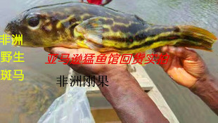 非洲刚果河流域斑马狗头鱼活体 毛毛狗头河豚鱼 潜水艇皇冠狗头鱼