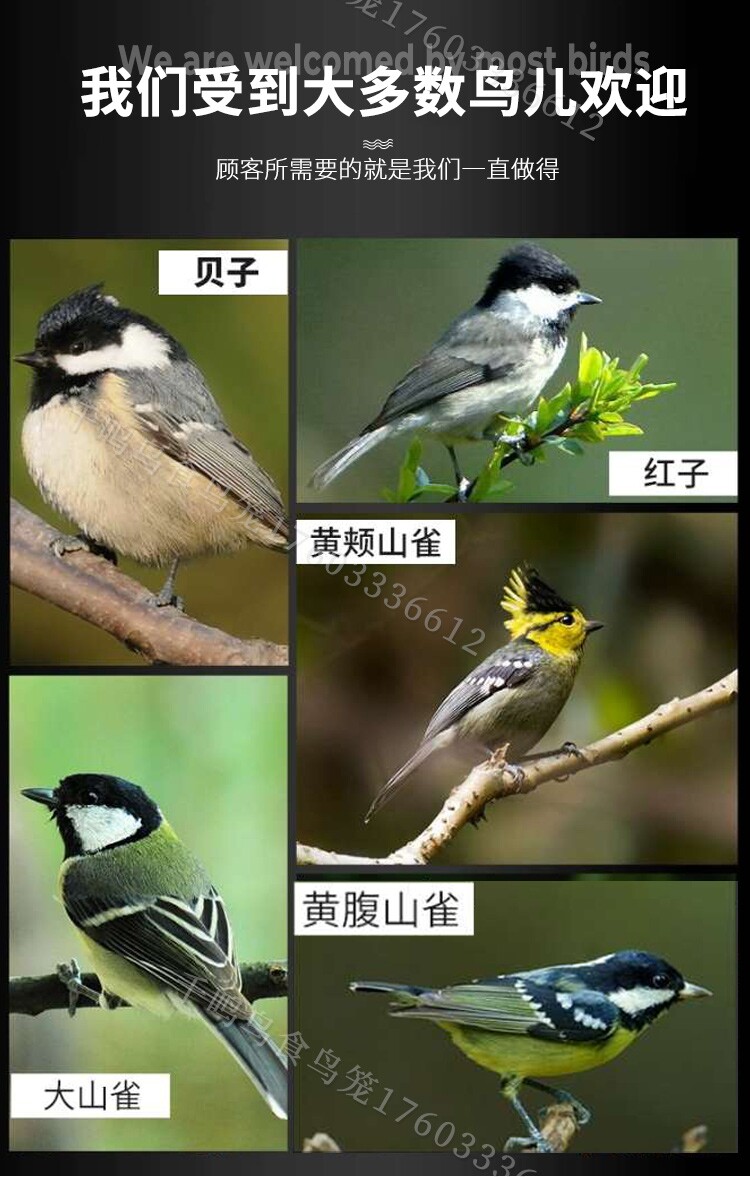 贝子鸟食山雀料黄颊山雀鸟食黄腹山雀鸟食大山雀鸟食一百元二斤