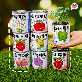 趣味盆栽植物种植学生祝福绿植番茄种子种植盲盒儿童桌面创意礼品
