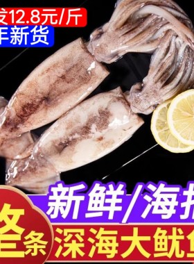 大鱿鱼十斤75包邮海鲜整条