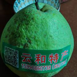 云和雪梨单果2.8斤礼盒2026新品好味道大大果秋月梨非甜橘