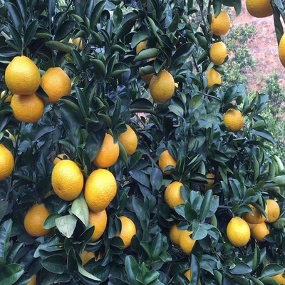 甜蜜薄皮贡柑有优惠价贡柑