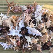 天然海螺芭蕉骨螺粉骨刺螺红草莓螺标本螺收藏展览鉴赏 包邮