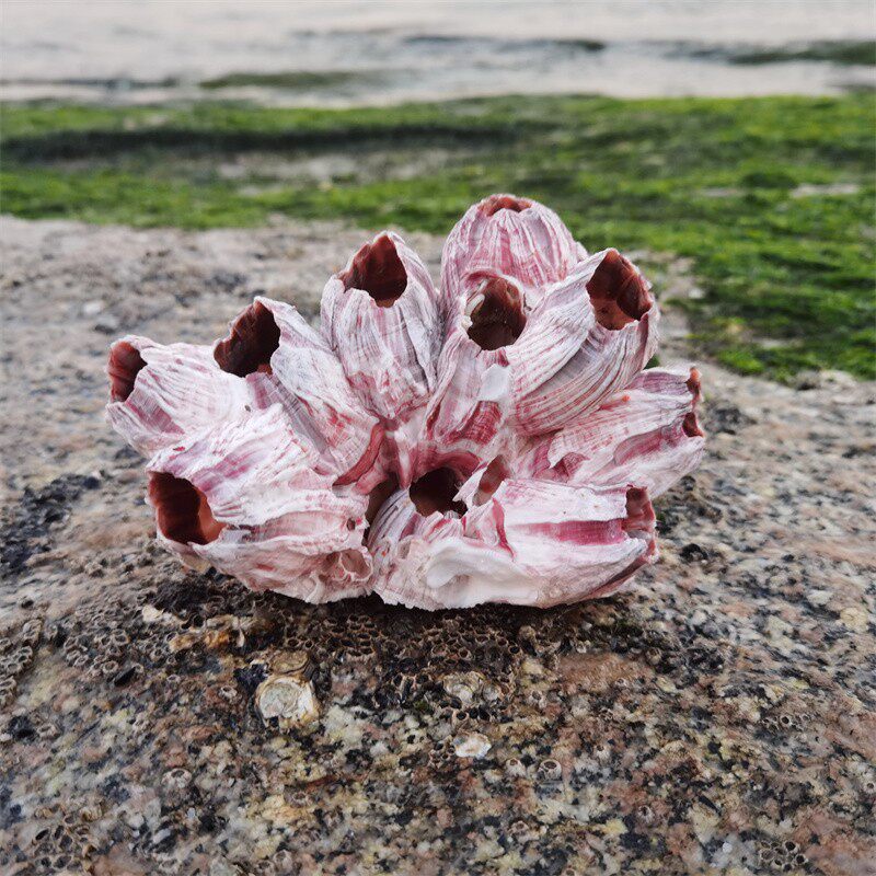 天然珊瑚海石花造景藤壶图片