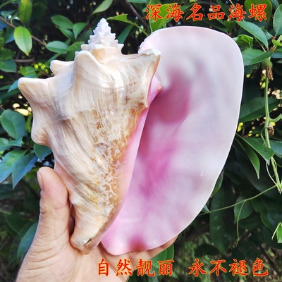 胭脂粉螺四大海螺钜惠包邮
