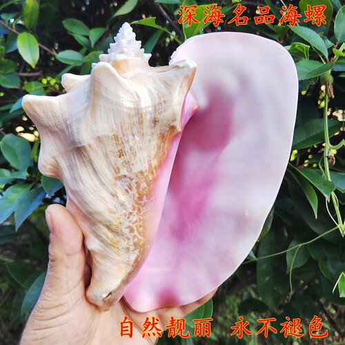 胭脂粉螺四大海螺钜惠包邮