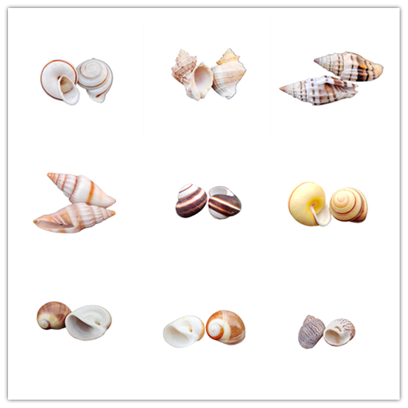 天然海螺 蛋螺豆丁螺寄居蟹换壳草莓螺蟹守螺 宝螺收藏标本海螺,家居饰品,海螺/贝壳/珊瑚,淘宝优惠券,粉丝福利购,淘宝优惠卷