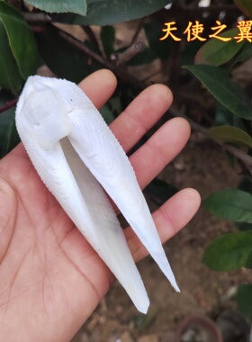 棘轮螺草帽螺宝螺蛋螺