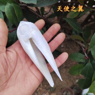 天使之翼白贝壳对贝壳 花仙螺 牛油果美红芋螺收藏标本螺鱼缸造景
