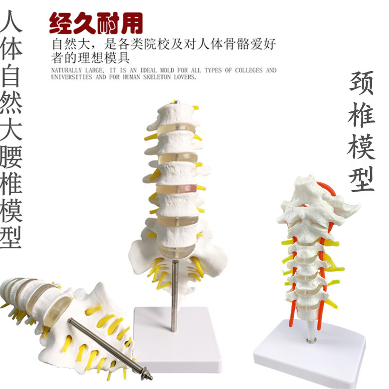 自然大五b节腰椎带尾椎模型成人腰椎带尾骨颈椎骨骼腰椎间盘演示 玩具/童车/益智/积木/模型 其他模型玩具 原图主图