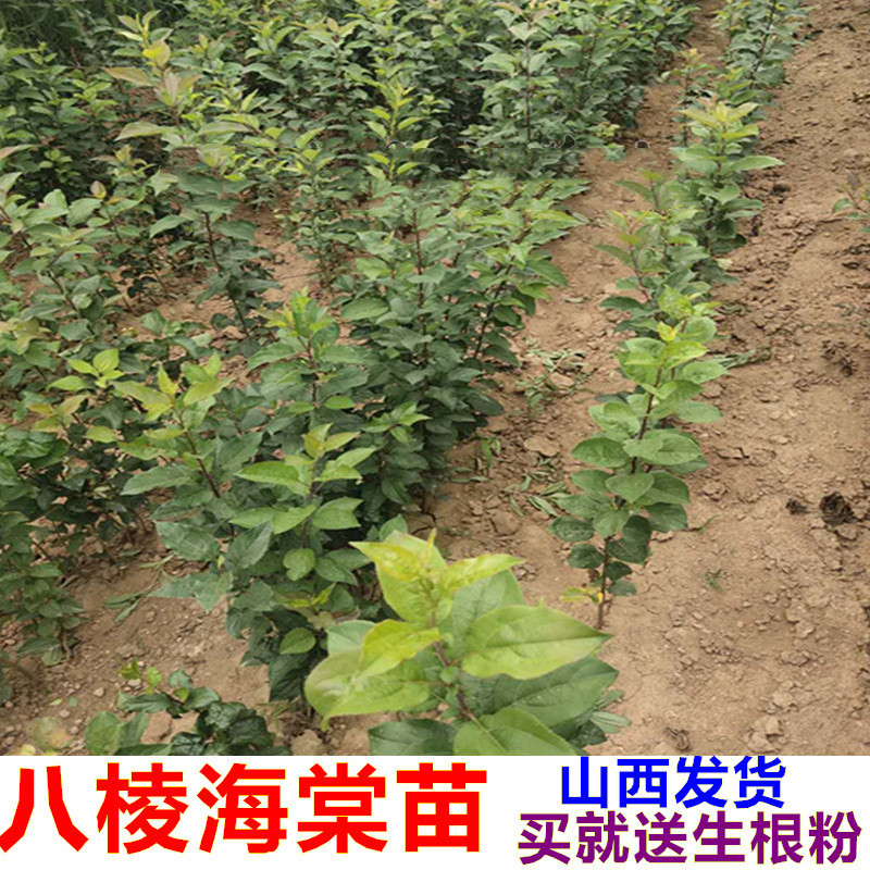 八棱海棠苗甜茶苗山顶子树苗八棱