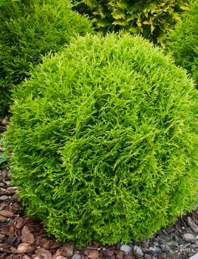 针叶树 北美香柏 小巨人 Thuja occidentalis 'Little Giant'