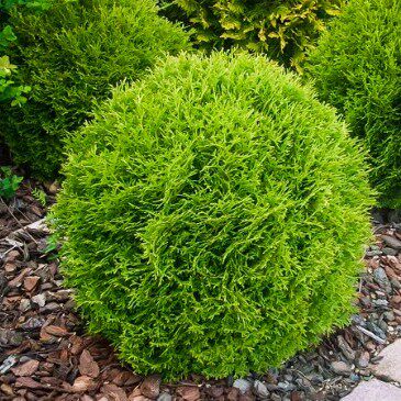 针叶树 北美香柏 小巨人 Thuja occidentalis 'Little Giant'