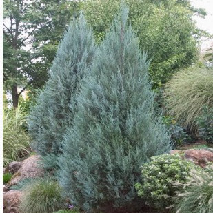 针叶树 洛基山刺柏 月光Juniperus scopulorum Moonglow一物一拍