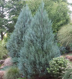针叶树 洛基山刺柏 月光Juniperus scopulorum Moonglow一物一拍
