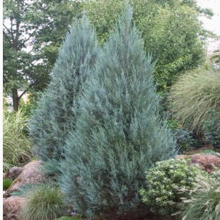 针叶树 洛基山刺柏 月光Juniperus scopulorum Moonglow一物一拍