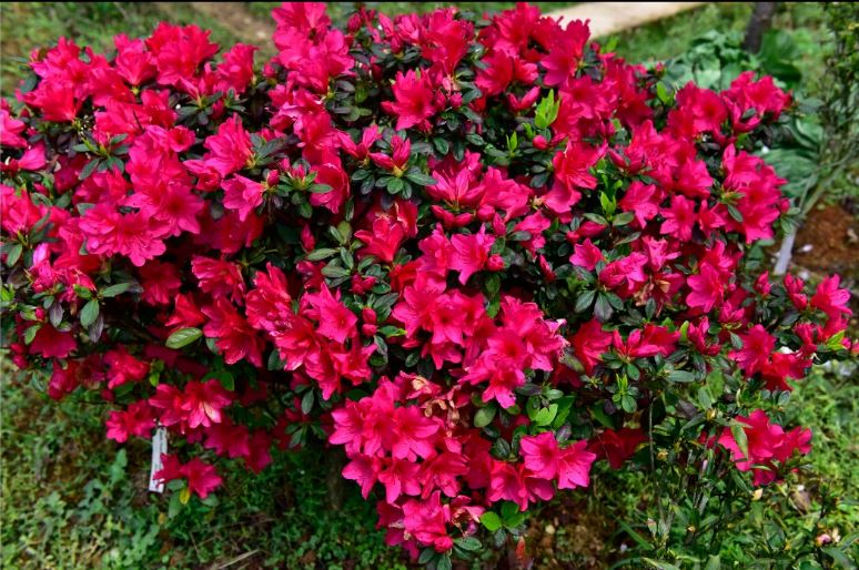 春鹃：大和之霞 一物一拍花园庭院阳台绿植盆栽花卉杜鹃花苗