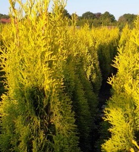 针叶树 北美香柏 金色翡翠 Thuja occidentalis 'Golden Smaragd'