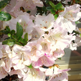 一生之春 皋月 一物一拍花园庭院阳台绿植盆栽花卉杜鹃花苗