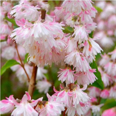 重瓣溲疏斑丽溲疏耐寒