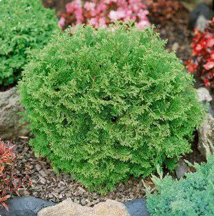 针叶树 日本扁柏 侏儒Chamaecyparis obtusa 'Pygmaea'