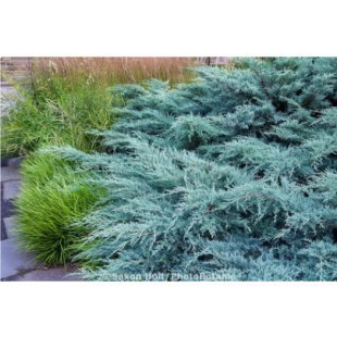 针叶树 北美东部红柏 蓝色猫头鹰Juniperus virginiana 'Grey Owl
