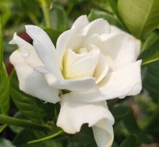 栀子花法莲 重瓣浓香一物一拍观叶观果造型盆景材料绿植盆栽花苗