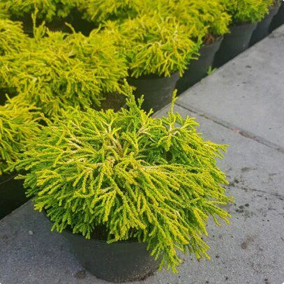 针叶树 日本扁柏 吉特 Chamaecyparis obtusa "Gitte"