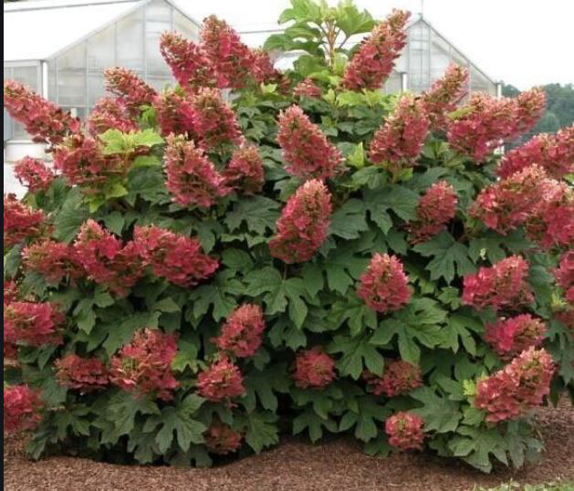 红宝石拖鞋栎叶绣球苗