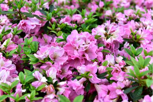 新品种日本杜鹃：姬孔雀 一物一拍花园阳台绿植盆栽花卉杜鹃花苗