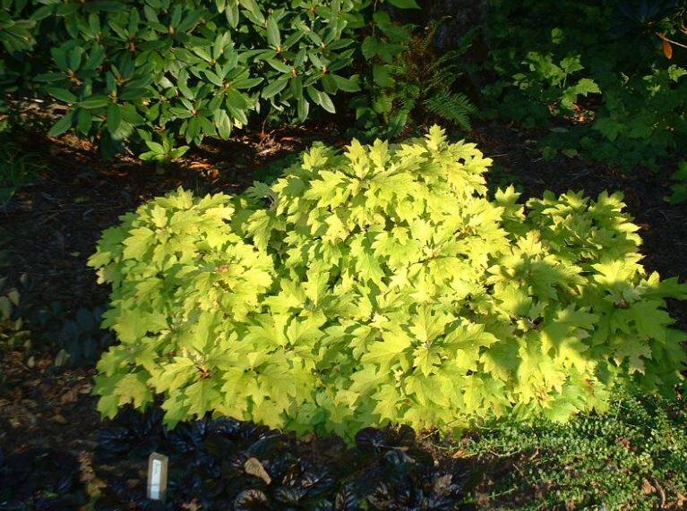 金叶栎叶绣球 小蜜蜂Hydrangea quercifolia'Little Honey'