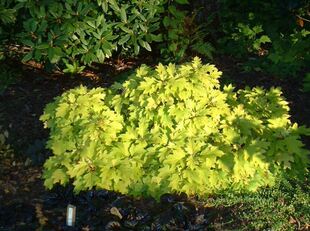 金叶栎叶绣球 小蜜蜂Hydrangea quercifolia'Little Honey'