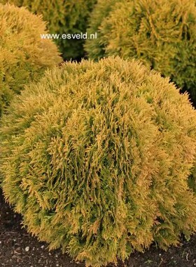 针叶树 北美香柏 米娅姆 Thuja occidentalis 'Mirjam'