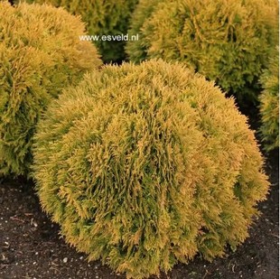 针叶树 北美香柏 米娅姆 Thuja occidentalis 'Mirjam'