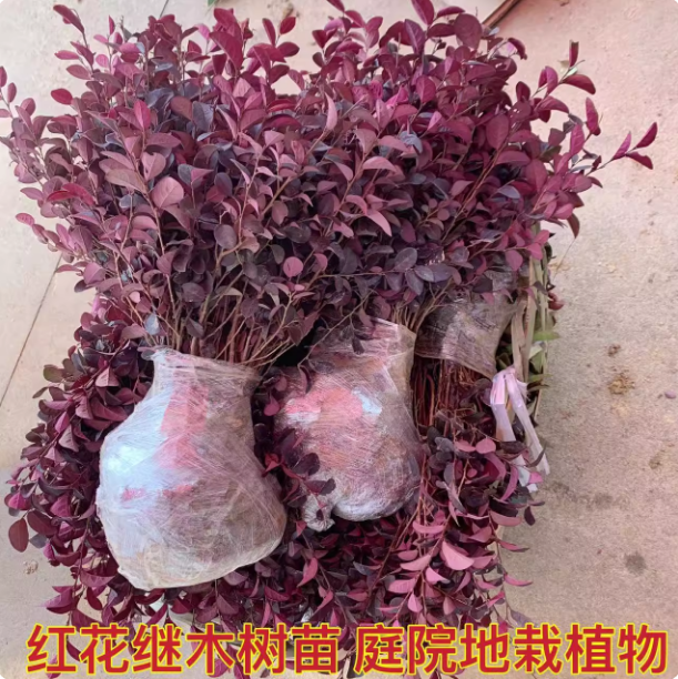红花继木苗庭院绿植花卉篱笆围墙红继木树苗四季红叶彩色盆景球桩
