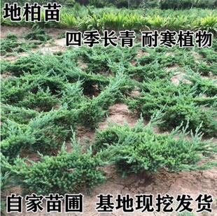 铺地柏小苗迎客松花卉盆栽绿植四季常青绿化苗盆景室内外易养活