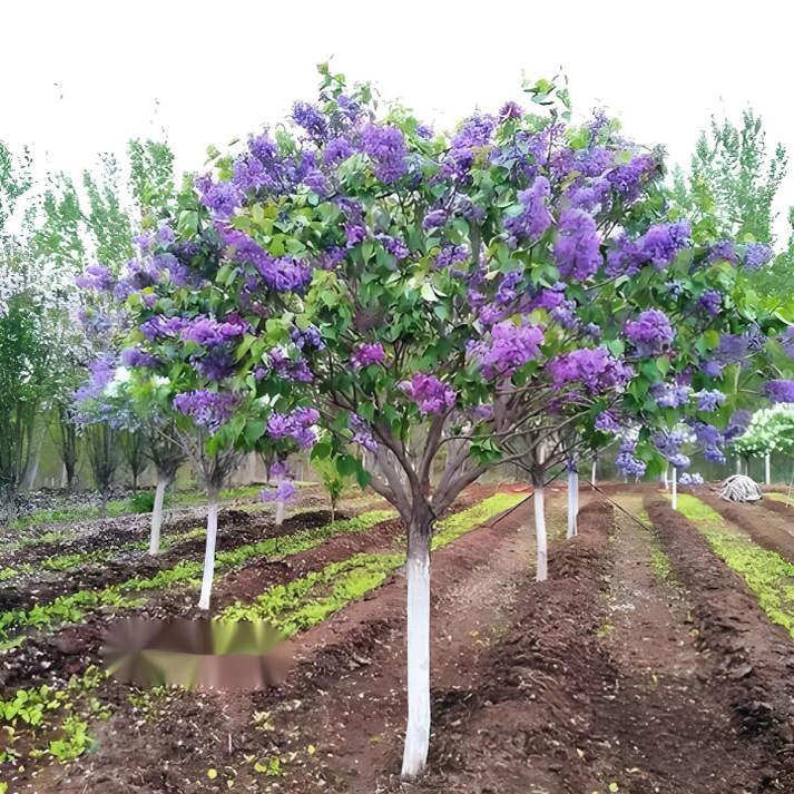 丁香花树苗别墅庭院大型耐寒