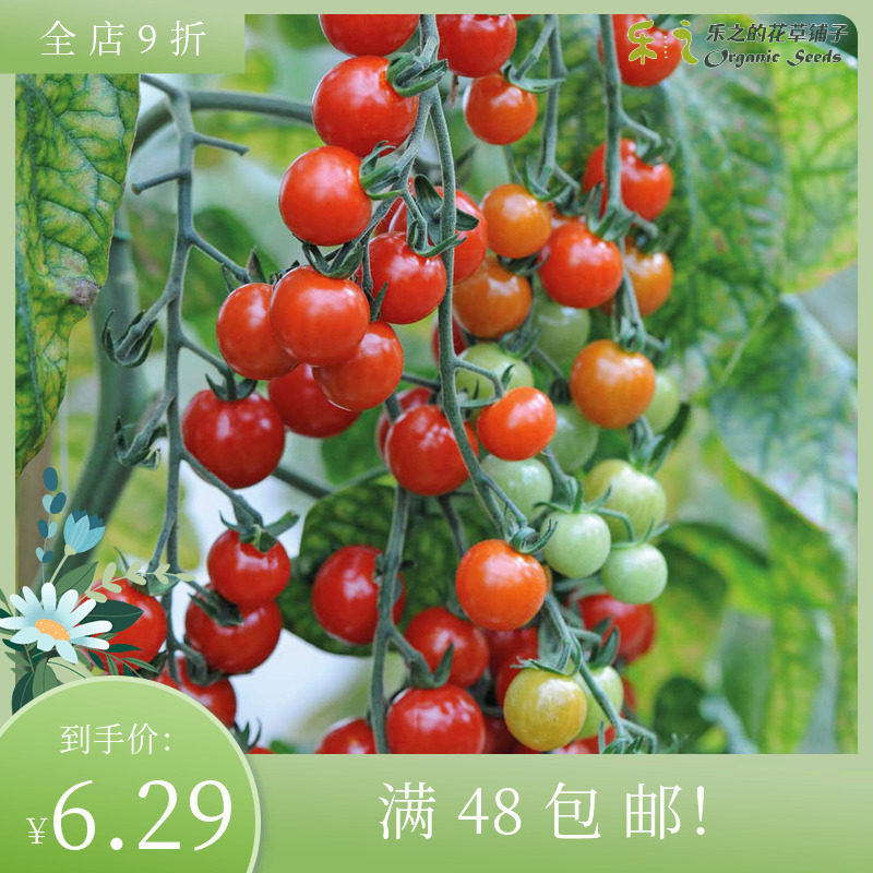 进口樱桃番茄种子 甜开胃酒 Tomato无限生长庭院盆栽小西红柿水果