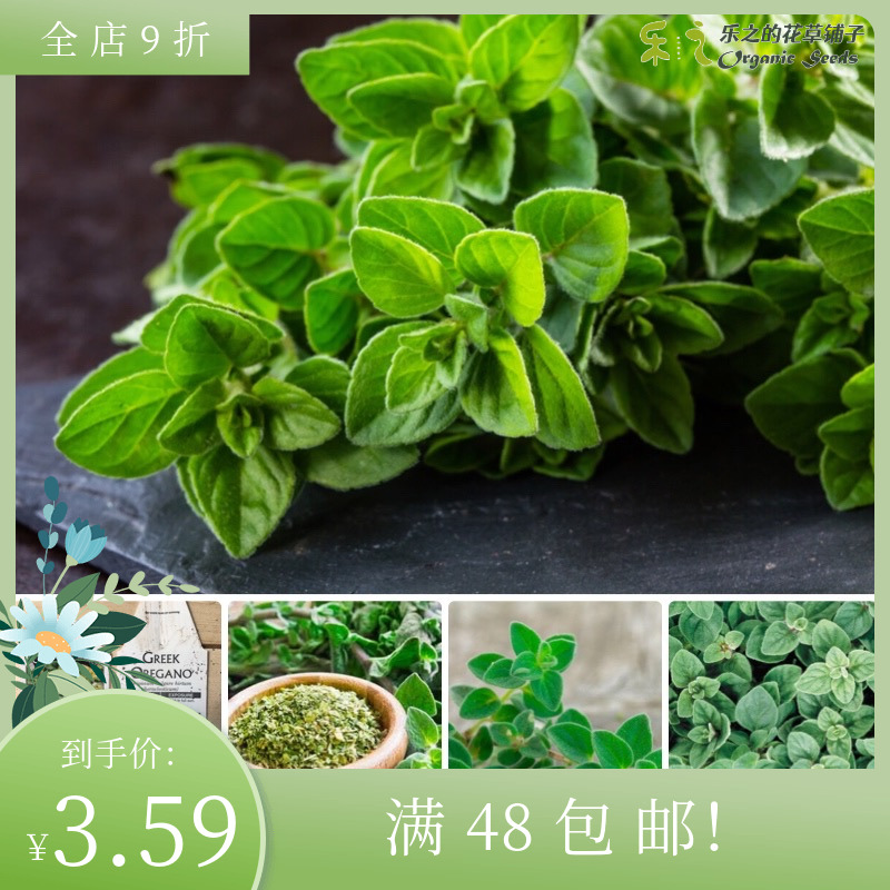 进口希腊牛至种子 Origanum 四季盆栽西餐调味香草植物可食用