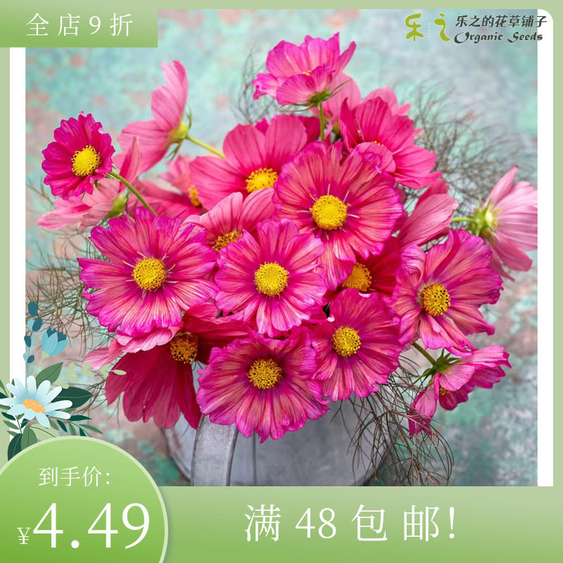 进口切花波斯菊种子 泽尼亚 Xsenia 格桑花阳台盆栽新手推荐