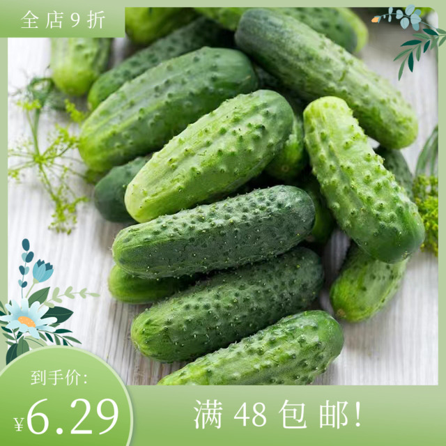 进口泡菜小黄瓜种子 松脆可口酱菜泡菜 优质高产食用花园蔬菜水果