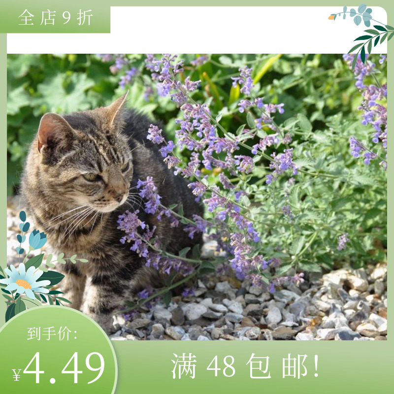 进口香草猫薄荷种子 假荆芥 紫色花Catnip 耐寒阳台庭院盆栽芬芳