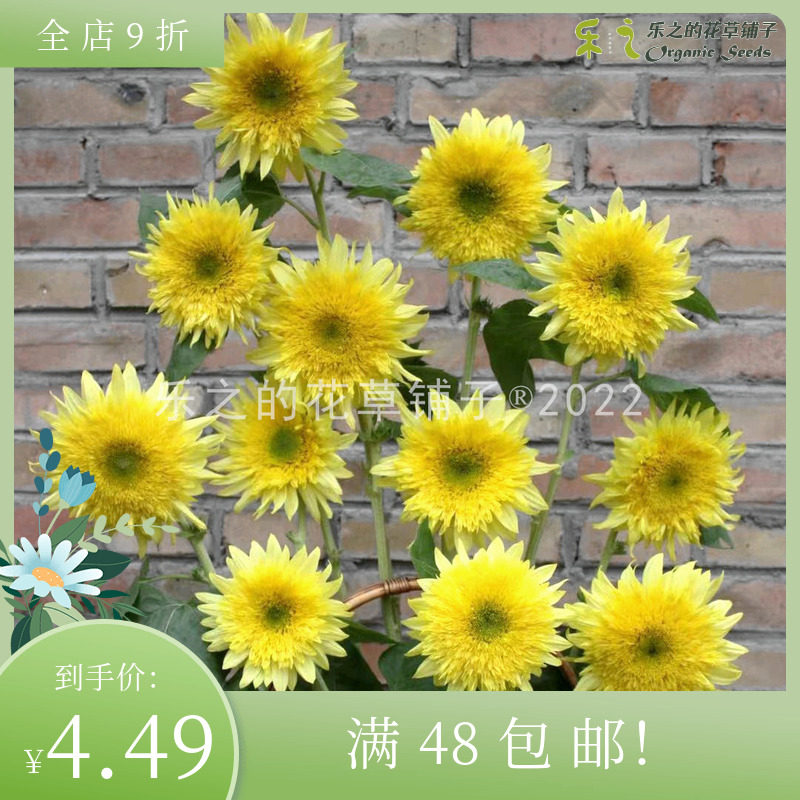 进口切花多头型向日葵种子合集 火星女士柠檬橘子汽水柠檬果汁