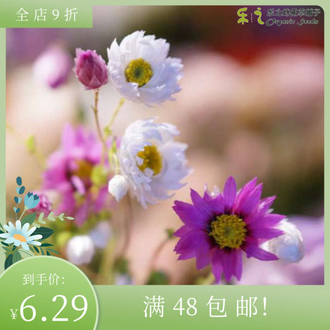 进口鳞托菊种子 罗丹斯花 鲁丹鸟 切花花材干花菊四季盆栽花卉