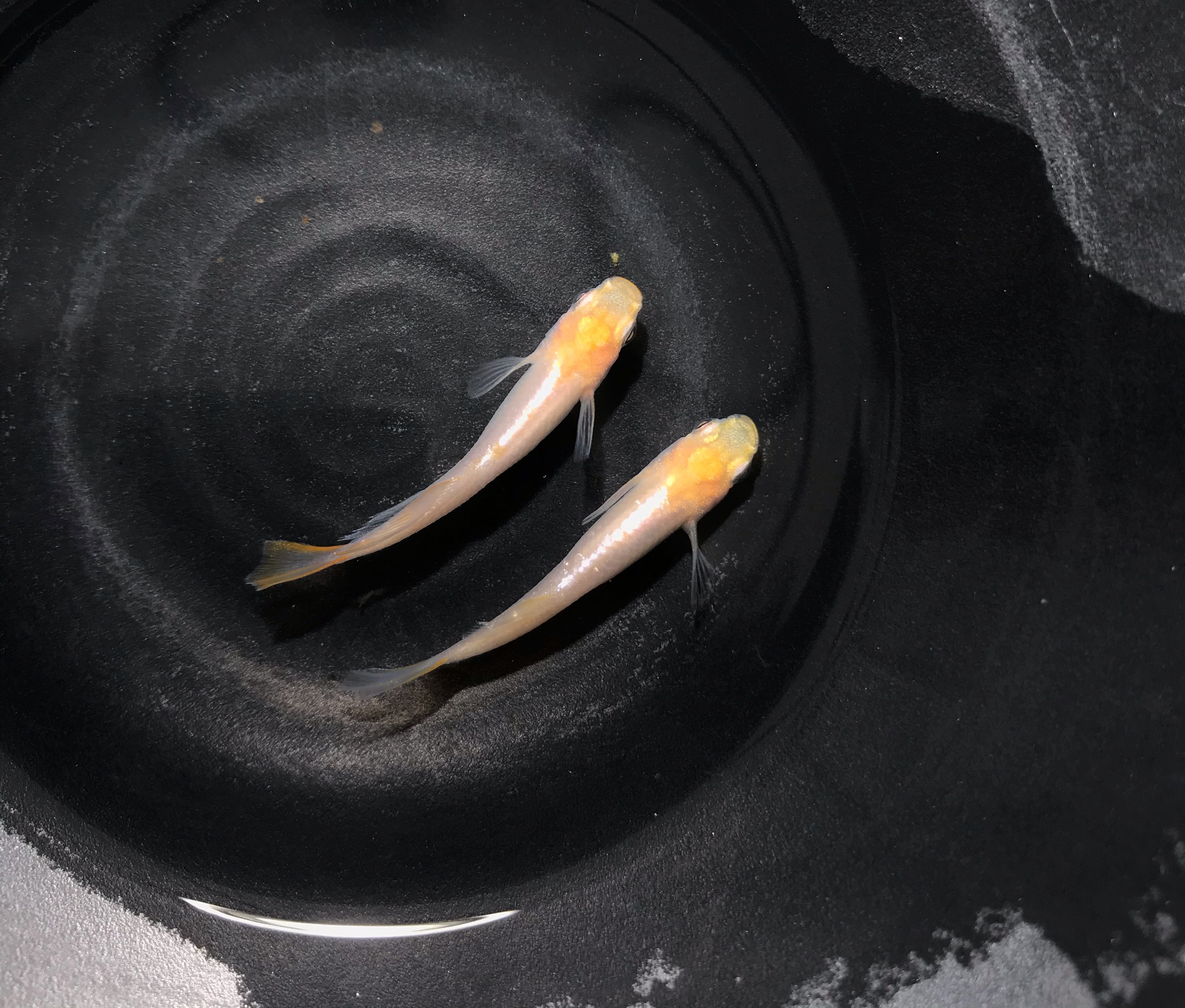 观背青鳉 黄牡丹(光体型) 匠鱼 青鳉鱼卵鱼苗种鱼 锦鲤淡水冷水鱼