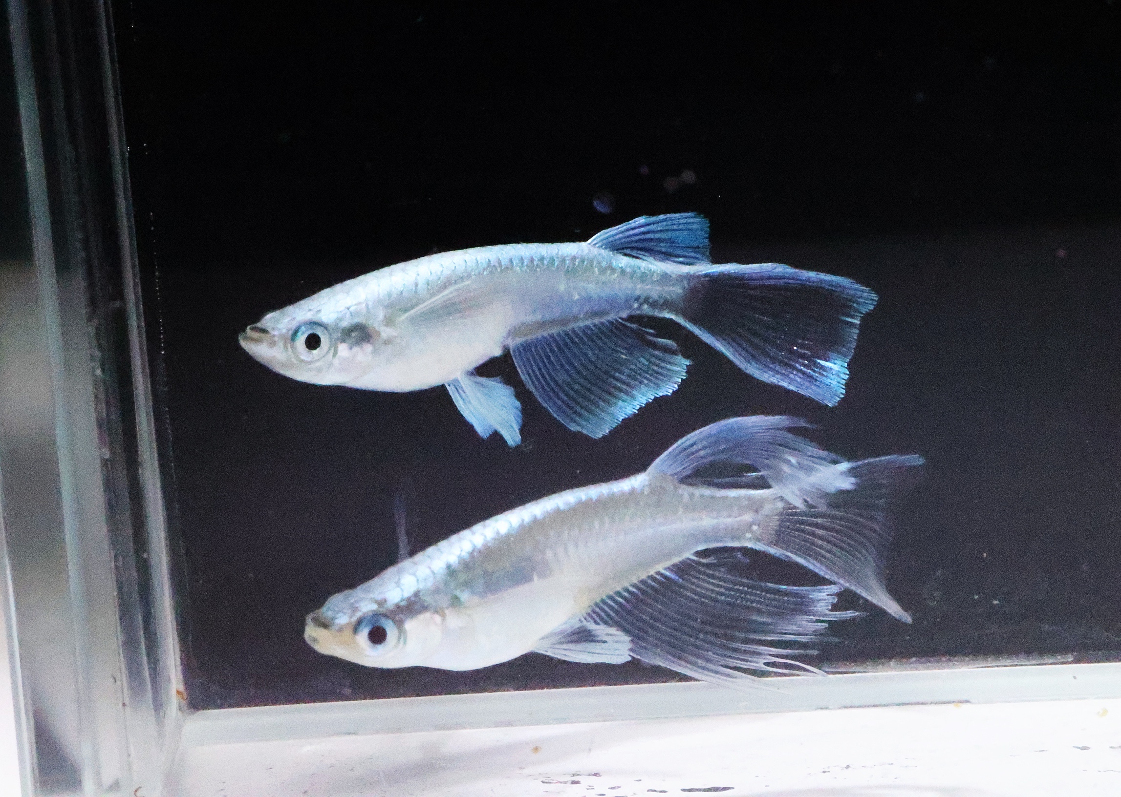 匠鱼中里氏真长鳍青鳉卵苗成鱼